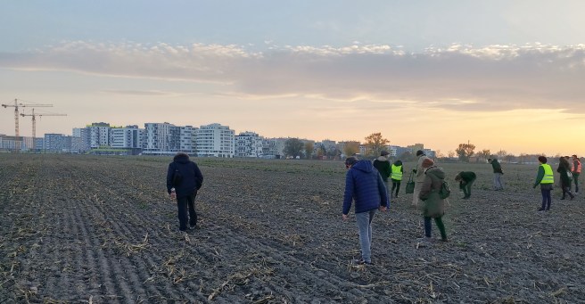 la battue dans un champ de la Seestadt